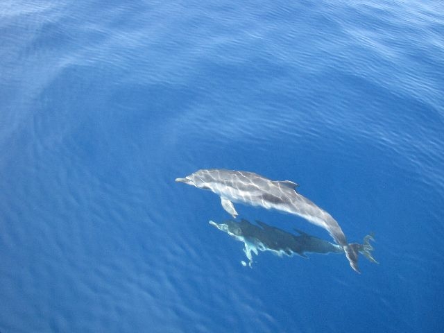 Albanautica